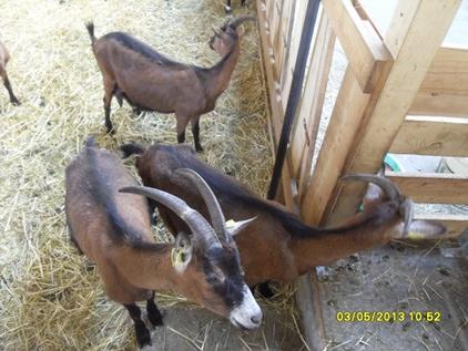 les chèvres de la ferme des amquis