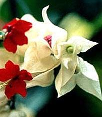 Journée "ville fleurie"