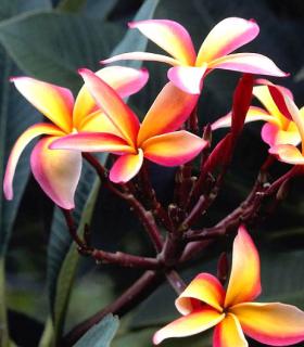 29ème concours des maisons fleurie