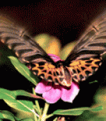 Fête des fleurs et de l'environnement