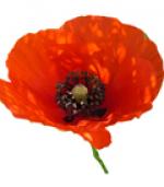 Fête des fleurs et de l'environnement